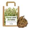 Iflo Rose von Jericho