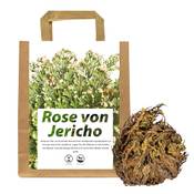 Iflo Rose von Jericho