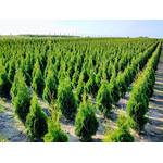 Iglaco Thuja Smaragd