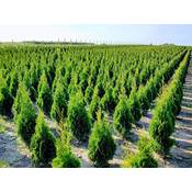 Iglaco Thuja Smaragd Vergleich