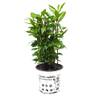 Infun Lorbeer Pflanze Laurus nobilis