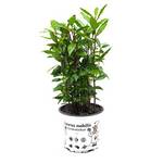 Infun Lorbeer Pflanze Laurus nobilis