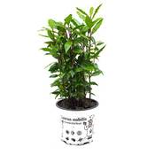 Infun Lorbeer Pflanze Laurus nobilis