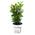 Infun Lorbeer Pflanze Laurus nobilis