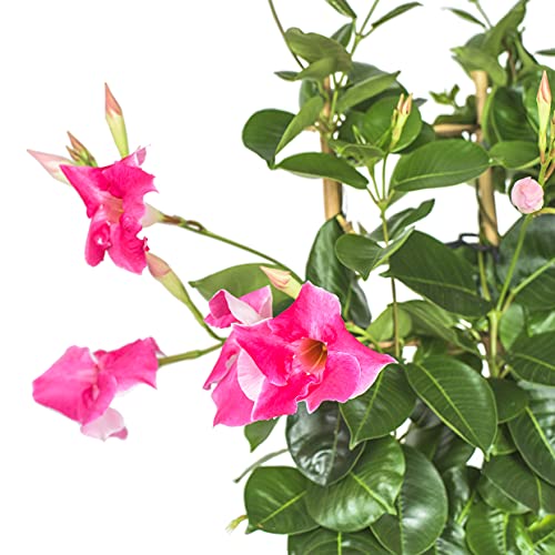 zimmerpflanze grün mit weißen streifen Syngonium 