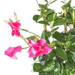 Interflowers GmbH Chilenischer Jasmin