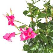Interflowers GmbH Chilenischer Jasmin Vergleich