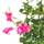 Interflowers GmbH Chilenischer Jasmin