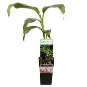 Interflowers GmbH Echte Musa Basjoo Bananenpflanze Vergleich