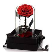 Iteaauk Ewige Rose Vergleich