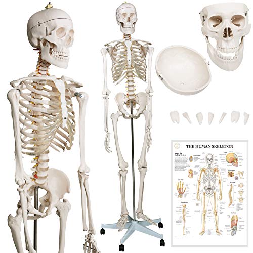 Kenntnis der Skelettanatomie  Überblick über das Skelett