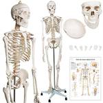Jago Anatomie Skelett