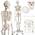 Jago Anatomie Skelett