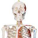 Jago Menschliches Anatomie Skelett