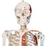Anatomie Skelett