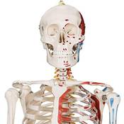 Jago Menschliches Anatomie Skelett