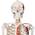 Jago Menschliches Anatomie Skelett