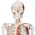 Jago Menschliches Anatomie Skelett