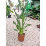 Jardines de Jaravia Strelitzie-Pflanze