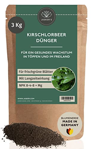 philodendron pedatum ableger Philodendron pedatum – fingerförmig, baumartig