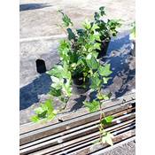 JH Grünwaren Efeu Hedera helix