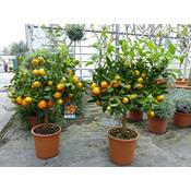 Jh Grünwaren GmbH & Co. KG Calamondin Orange Vergleich