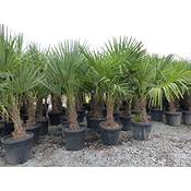 Grünwaren Jakubik Winterharte Palme TRA-L-100120 Vergleich