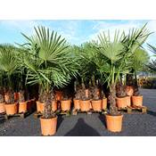 Grünwaren Jakubik Winterharte Palme