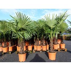 Grünwaren Jakubik Winterharte Palme