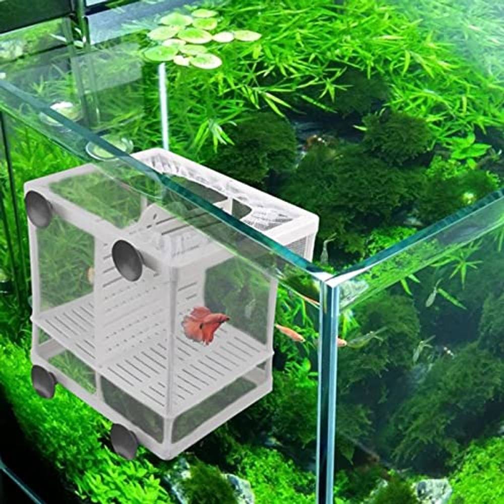 Fischzuchtbecken Test & Vergleich » Top 10 im Mai 2025