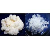 Kefiralia Milchkefir Wasserkefir