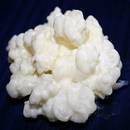 Kefiralia Milchkefirpilz