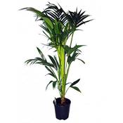 Dominik Gartenparadies Kentia-Palme Vergleich