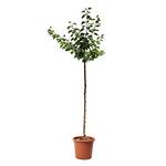 Aprikosenbaum