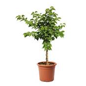 Kentis Zwerg Aprikosenbaum