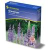 Kiepenkerl Blaue Süßlupinen