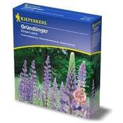 Kiepenkerl Blaue Süßlupinen