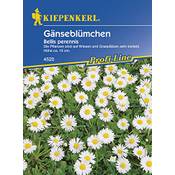 Kiepenkerl Gänseblümchen Bellis perennis  Vergleich