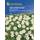 Kiepenkerl Gänseblümchen Bellis perennis 