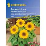 Sonnenblumen-Samen