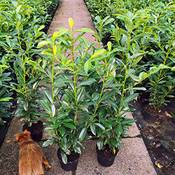 Gartencenter Bartels Kirschlorbeer  Genolia Vergleich