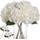 Kisflower Hortensie