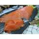 Klaassen Räucherlachs, Schottischer Lachs über Buchenrauch geräuchert Vergleich