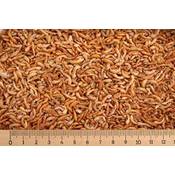 Bachflohkrebse Koifutter Vergleich