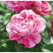 Kölles Beste Colibri Fabfestival