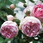 Kölles Beste Kletterrose Jasmina