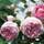 Kölles Beste Kletterrose Jasmina