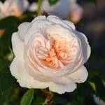 Kölles Beste Kletterrose Sabrina
