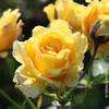 Kölles Beste Kletterrose Sommergold
