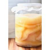 Kombuchaorganic Kombucha-Pilz
